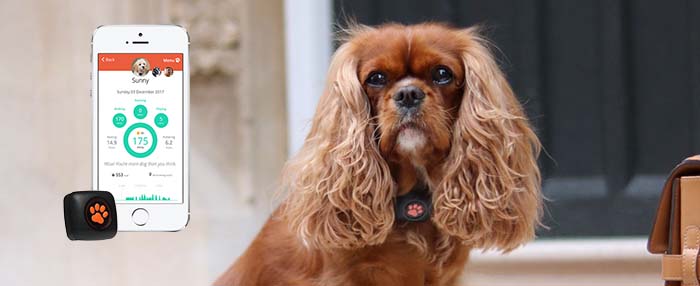 How much exercise does a Cavalier King Charles Spaniel need? - PitPat