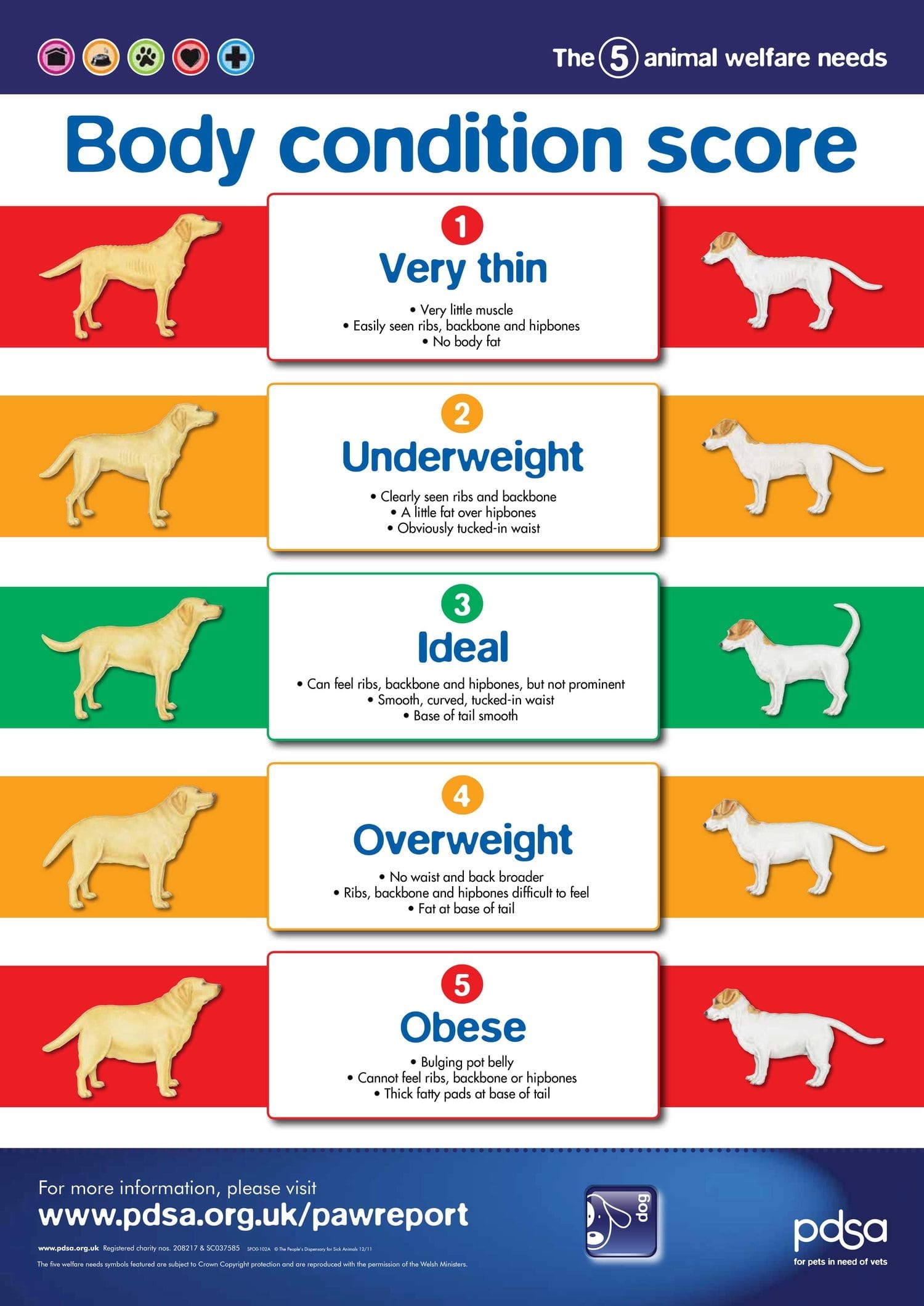 how-to-get-my-dog-to-lose-weight-pitpat