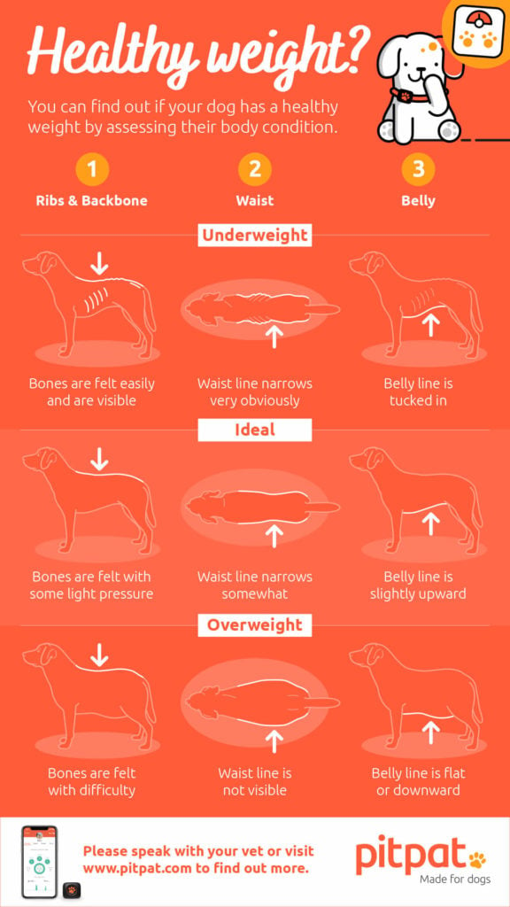 How do you tell if your puppy is a healthy weight?