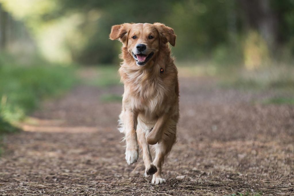 Best exercise equipment for dogs - PitPat