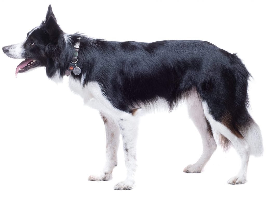 Border Collies - Temperament, Facts, Dog Tricks and Shows