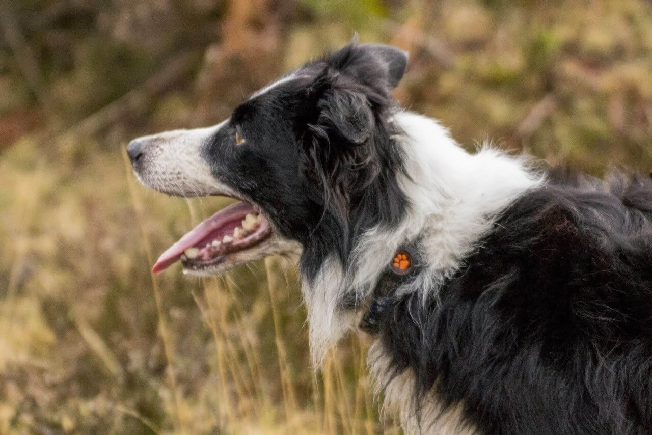 Sheepdog Trials What you need to know PitPat