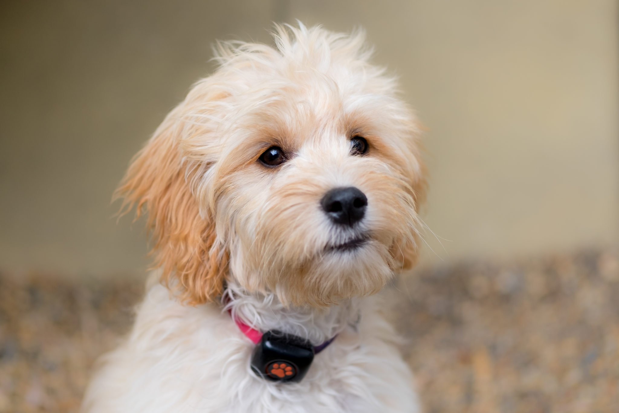 Hypoallergenic Dogs Best Breeds For People With Allergies Pitpat