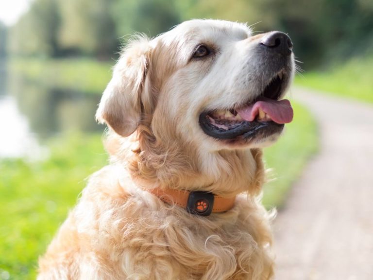 Dog Dementia: How To Spot Symptoms And When To Visit The Vet - PitPat