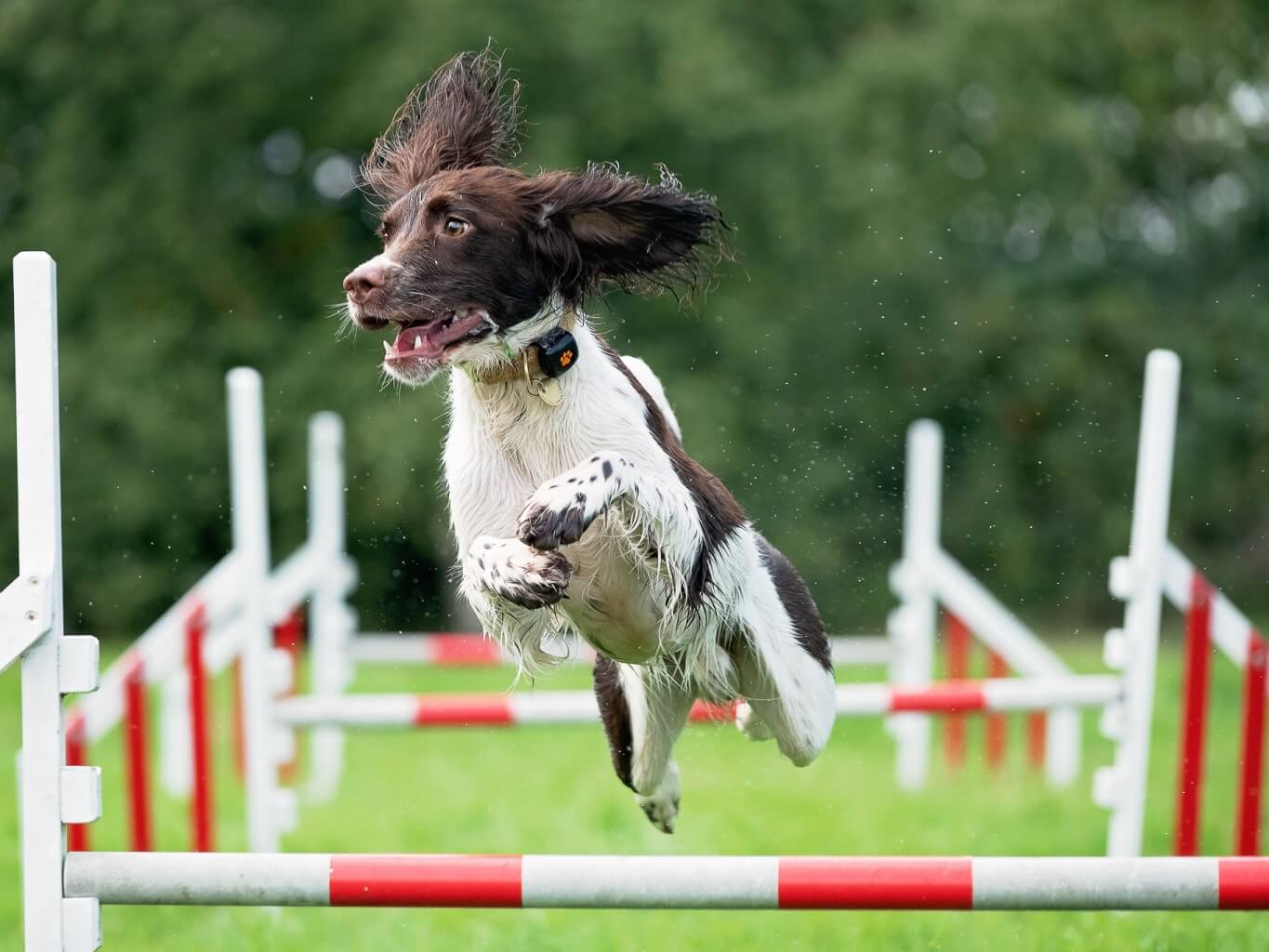 https://www.pitpat.com/wp-content/uploads/2020/06/Dog_-rights_MS_outdoors_active_jumping-over-hurdles-_springer-spaniel_@_lifewithloki-1.jpg