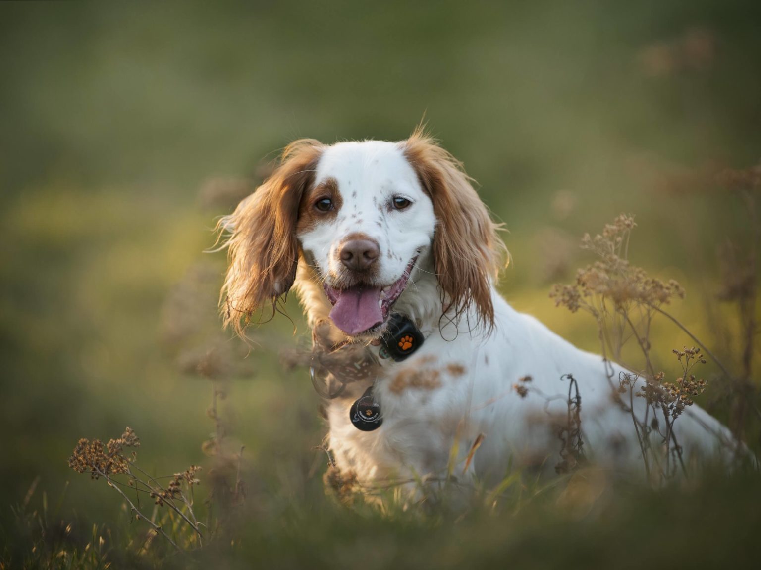 Best dog breeds for older people - PitPat