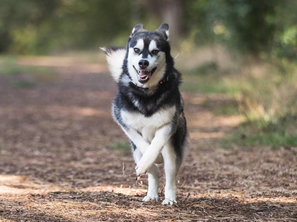 how long to walk a husky puppy