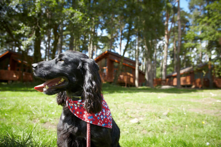 Best dog friendly holidays in the UK 2023 PitPat