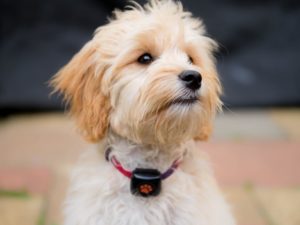 Top 10 most popular crossbreed dogs 2021 PitPat