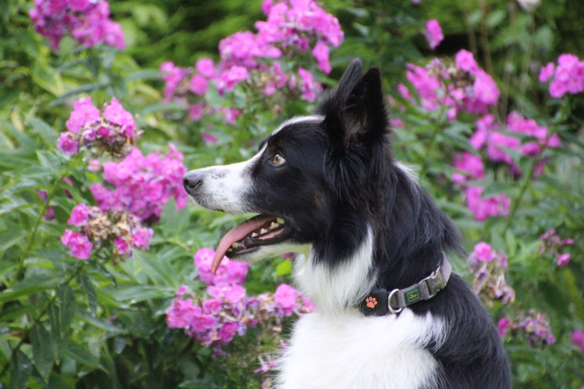 how-much-exercise-does-a-border-collie-need-pitpat