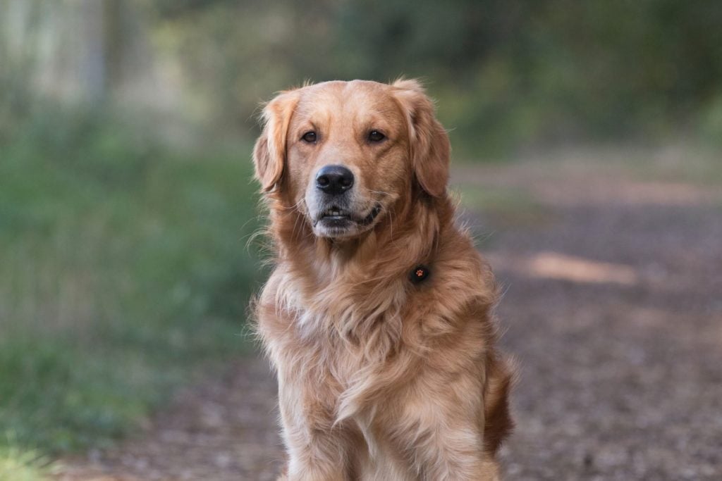 https://www.pitpat.com/wp-content/uploads/2020/07/Dog_-rights_MS_outdoors_stationary_sitting-on-path-in-woods_golden-retriever_meganwilliams-1024x683.jpg