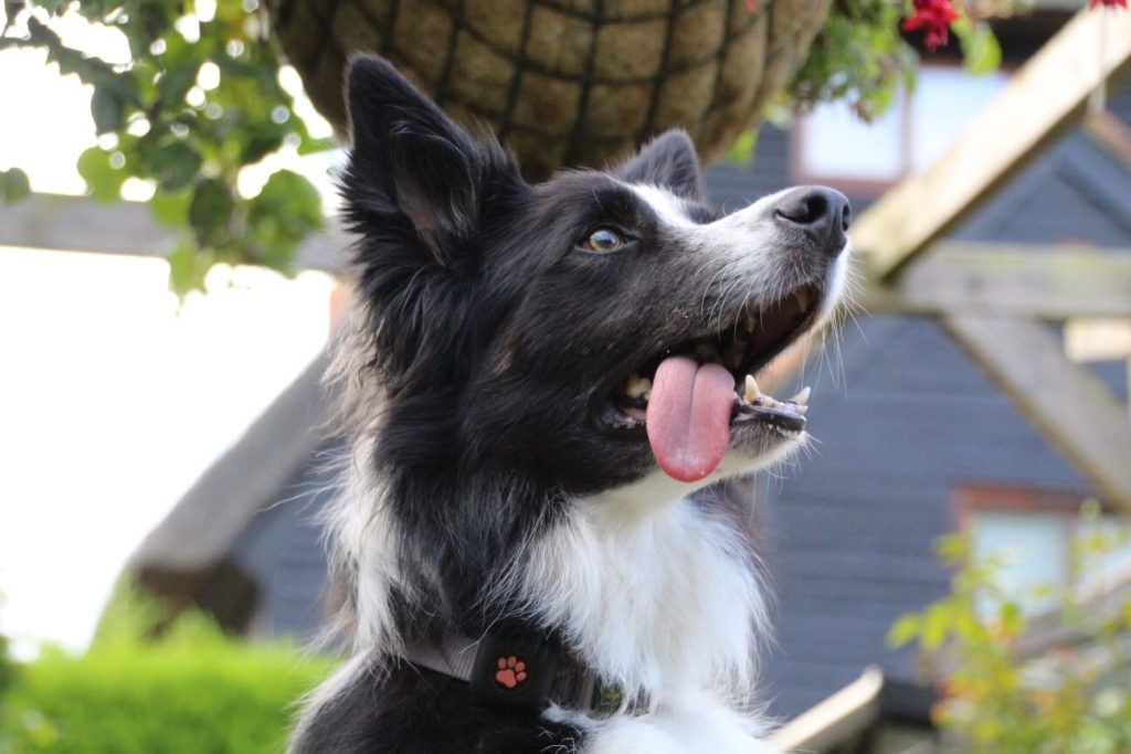 are border collies the most intelligent dogs