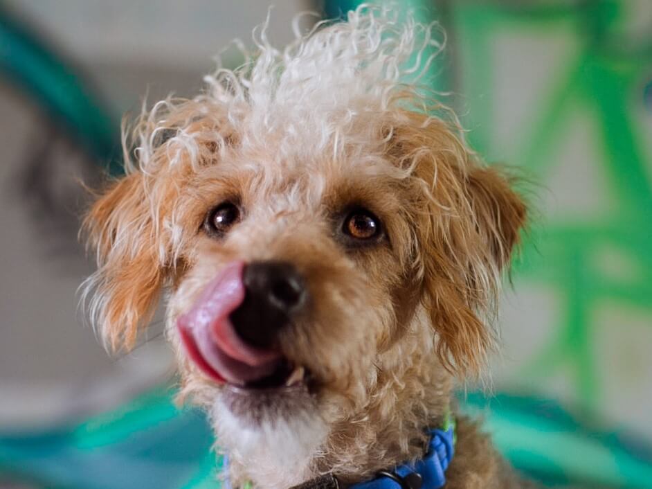 https://www.pitpat.com/wp-content/uploads/2020/08/Dog_-rights_MS_breeds_outdoors_stationary__sitting_tongue-out_-mixed-breed_theramblingpaws-1.jpg