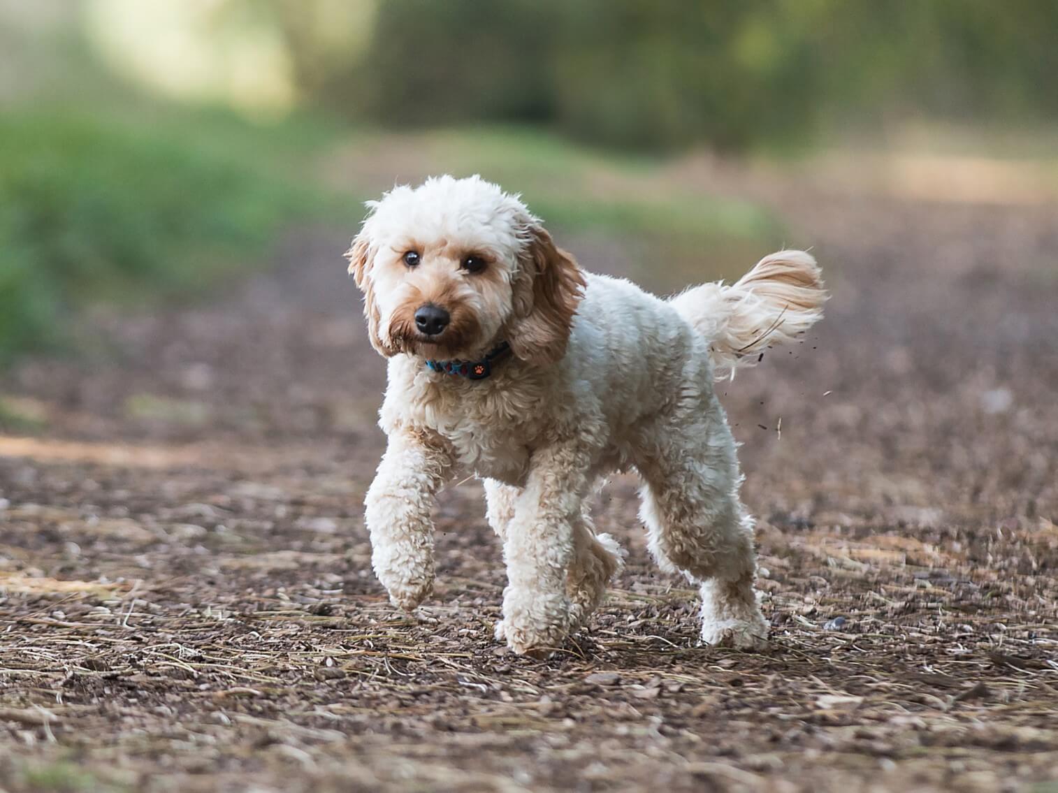 5 month old cockapoo