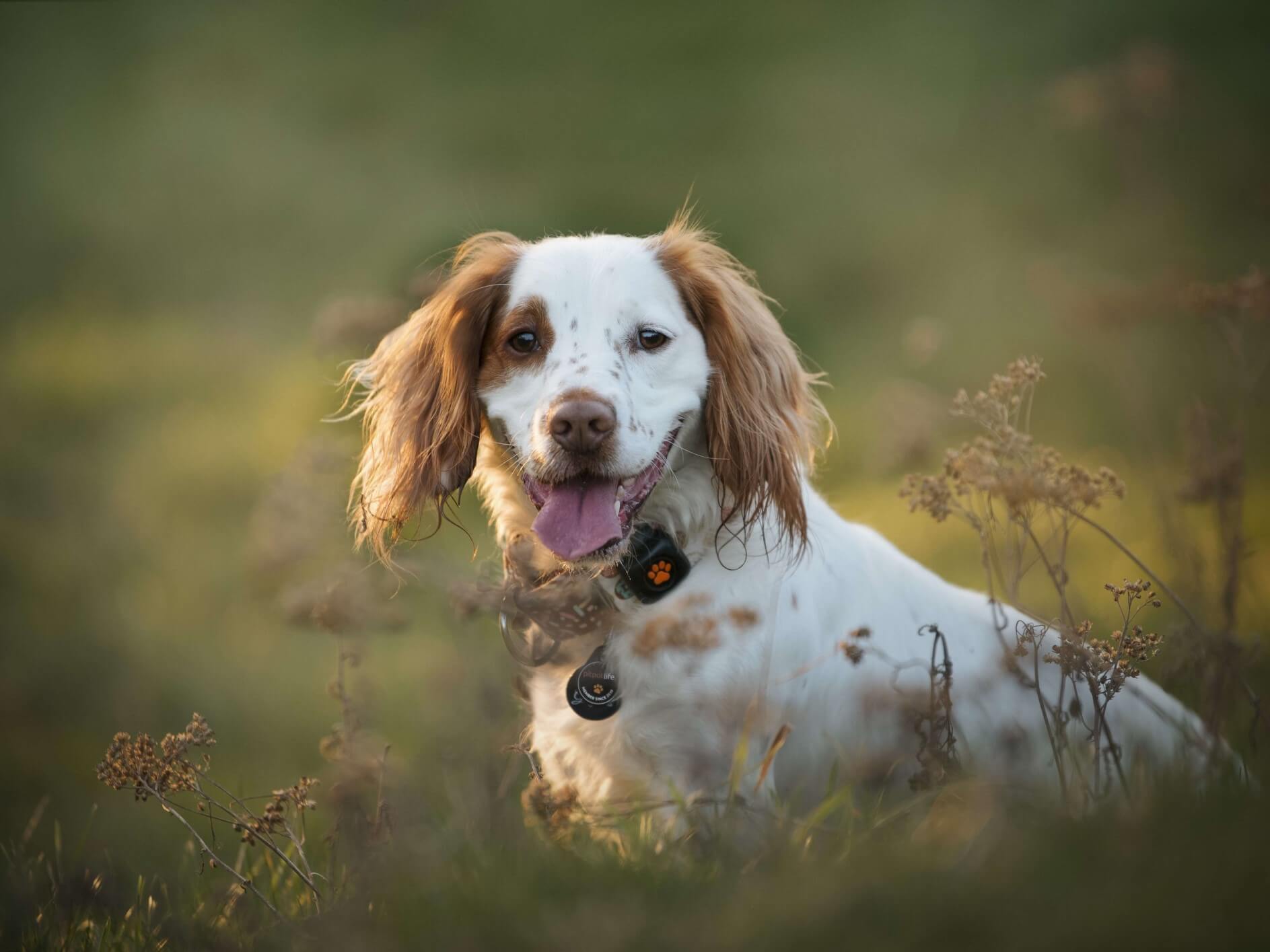 https://www.pitpat.com/wp-content/uploads/2020/08/Dog_-rights_MS_outdoors_stationary_-sitting-with-PitPat-life-membership-tag-on-collar_tongue-out_cocker-spaniel_@grumpycocker-1-1.jpg