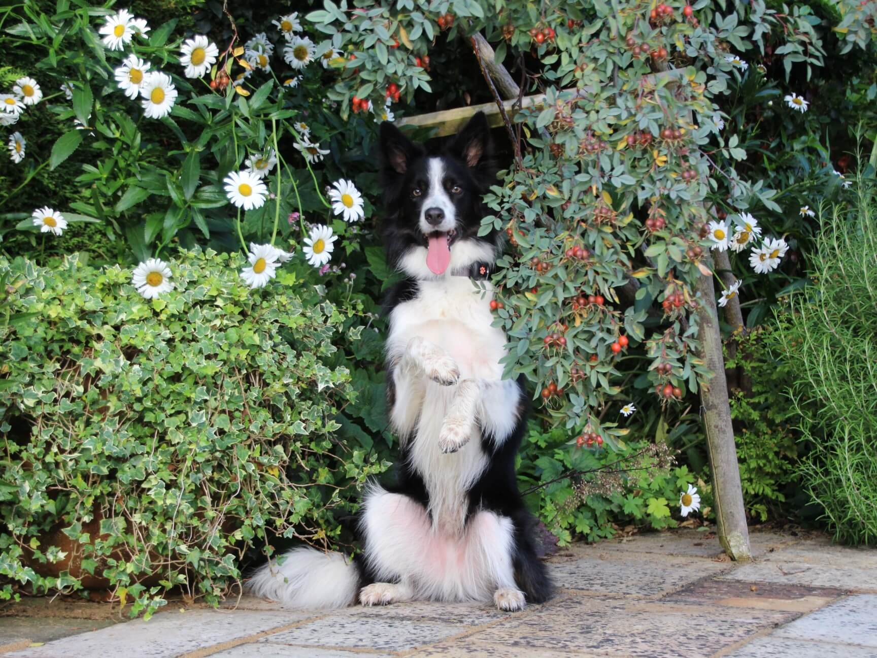 https://www.pitpat.com/wp-content/uploads/2020/08/Dog_-rights_MS_outdoors_stationary_-sitting-with-flowers_border-collie.jpg