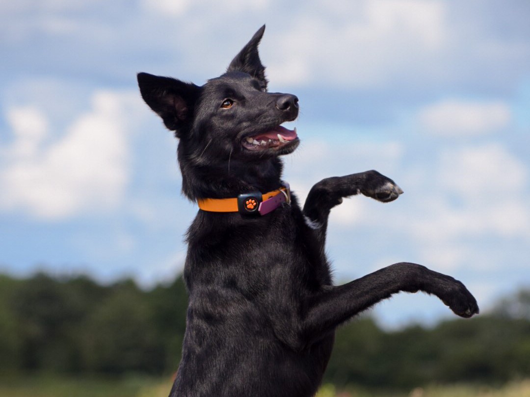 Dog Pilates: Everything you need to know - PitPat