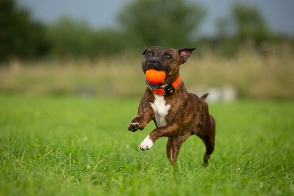 Best exercise equipment for dogs - PitPat