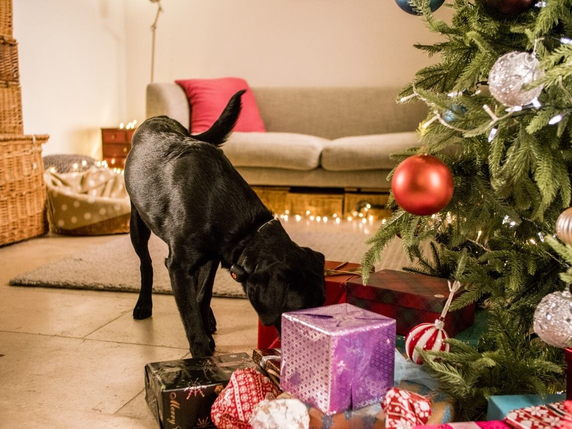 41+ Dog Christmas Gift Wrap 2021