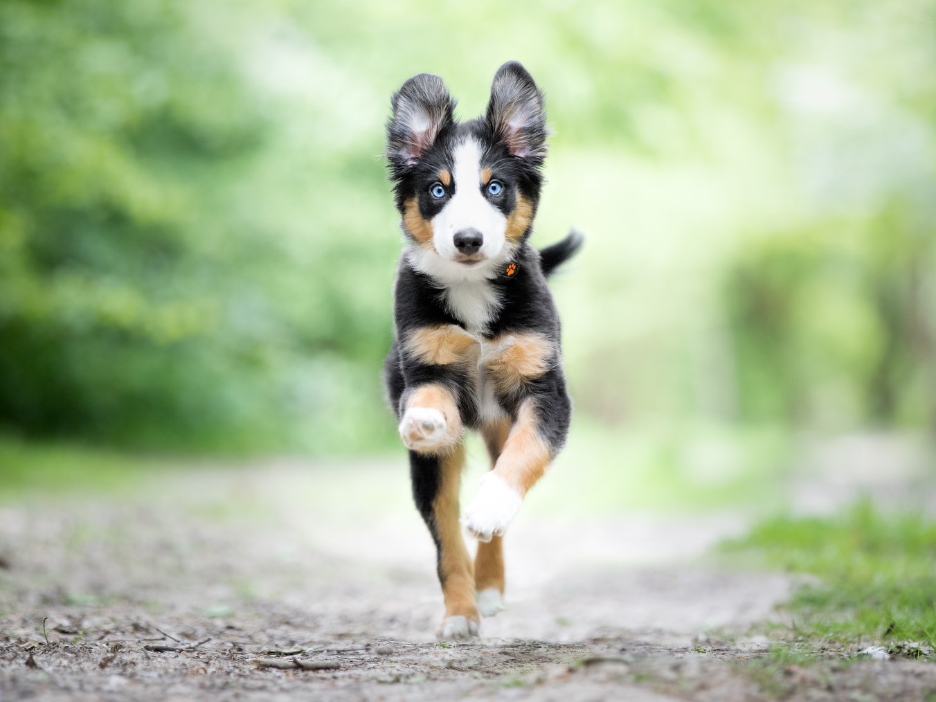 Bringing Home Your New Puppy! — The Puppy Academy