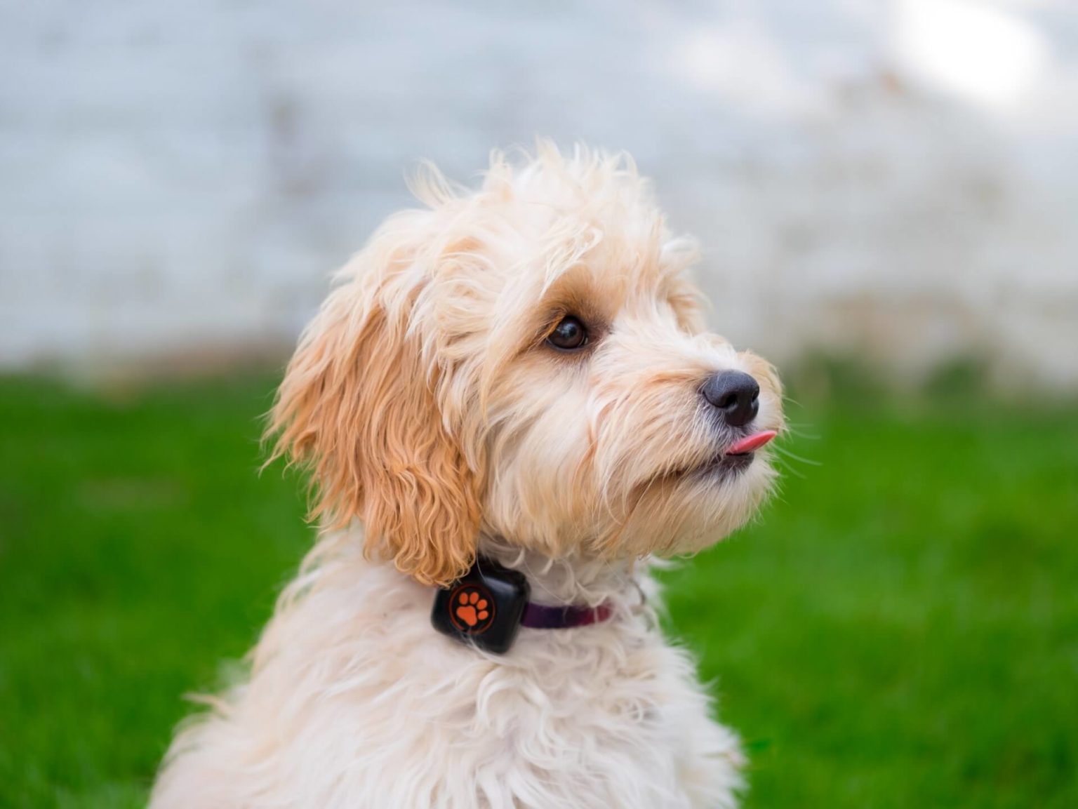 Cockapoo puppy checklist - PitPat