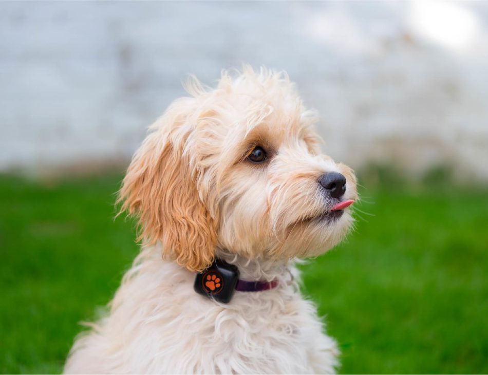 Cockapoo wearing a PitPat looking cheeky with their tongue out