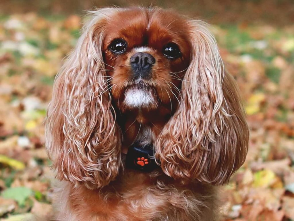 what is the difference between a king charles spaniel and a cavalier