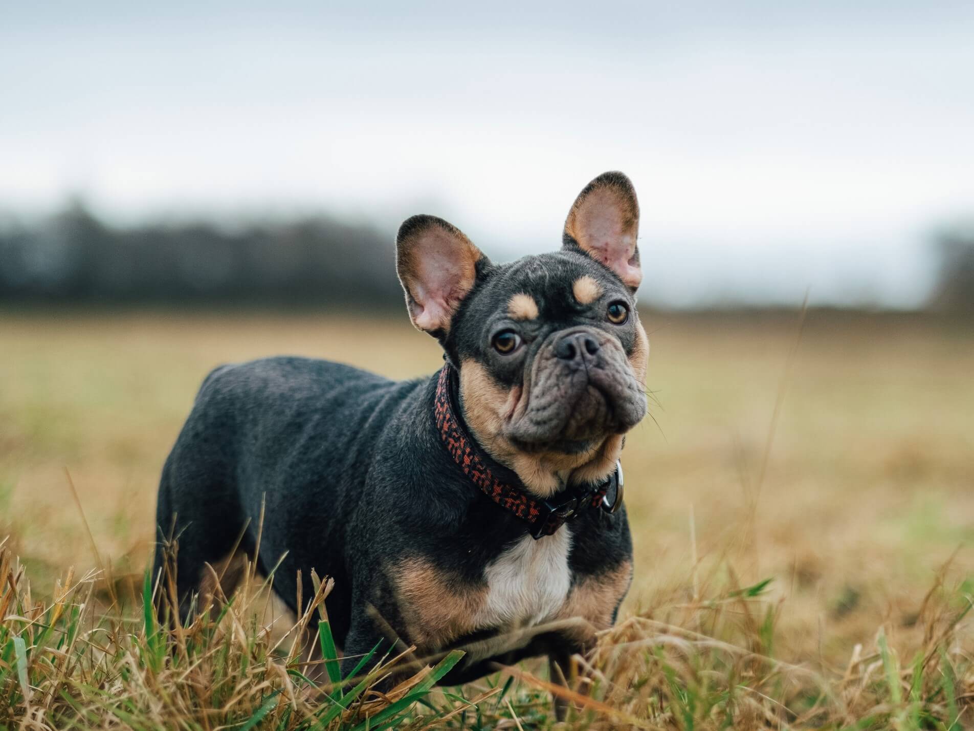 how much exercise does a french bulldog need?