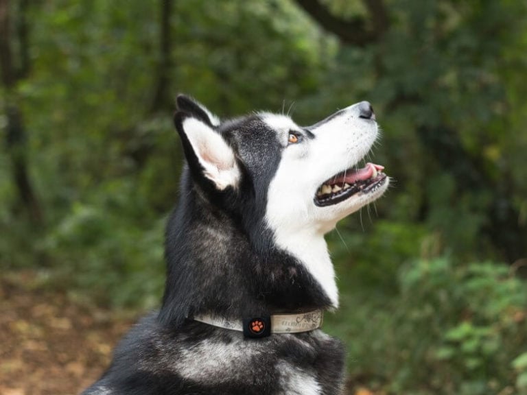 How Much Exercise Does A Siberian Husky Need Pitpat