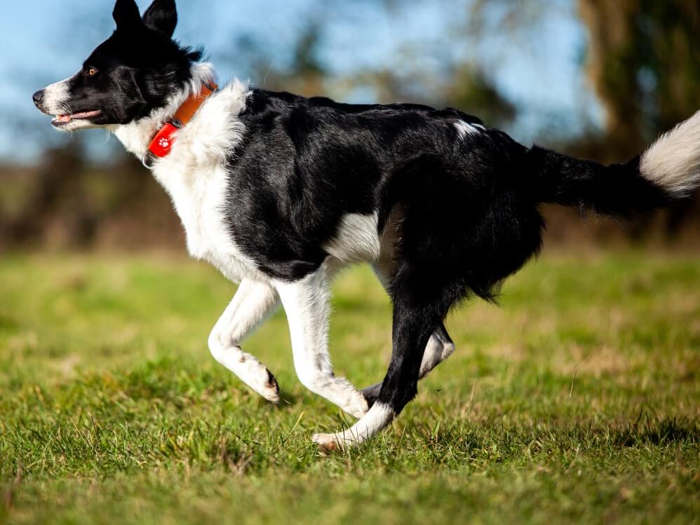 Border Collie - All About Dogs