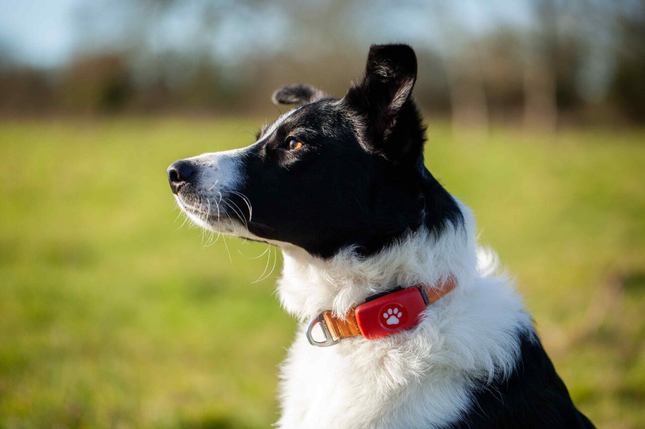 https://www.pitpat.com/wp-content/uploads/2023/01/Copy-of-Dog_rights_MS_outdoors_stationary_in_field_close_up_border_collie_Louis_James-Parker-1.jpg