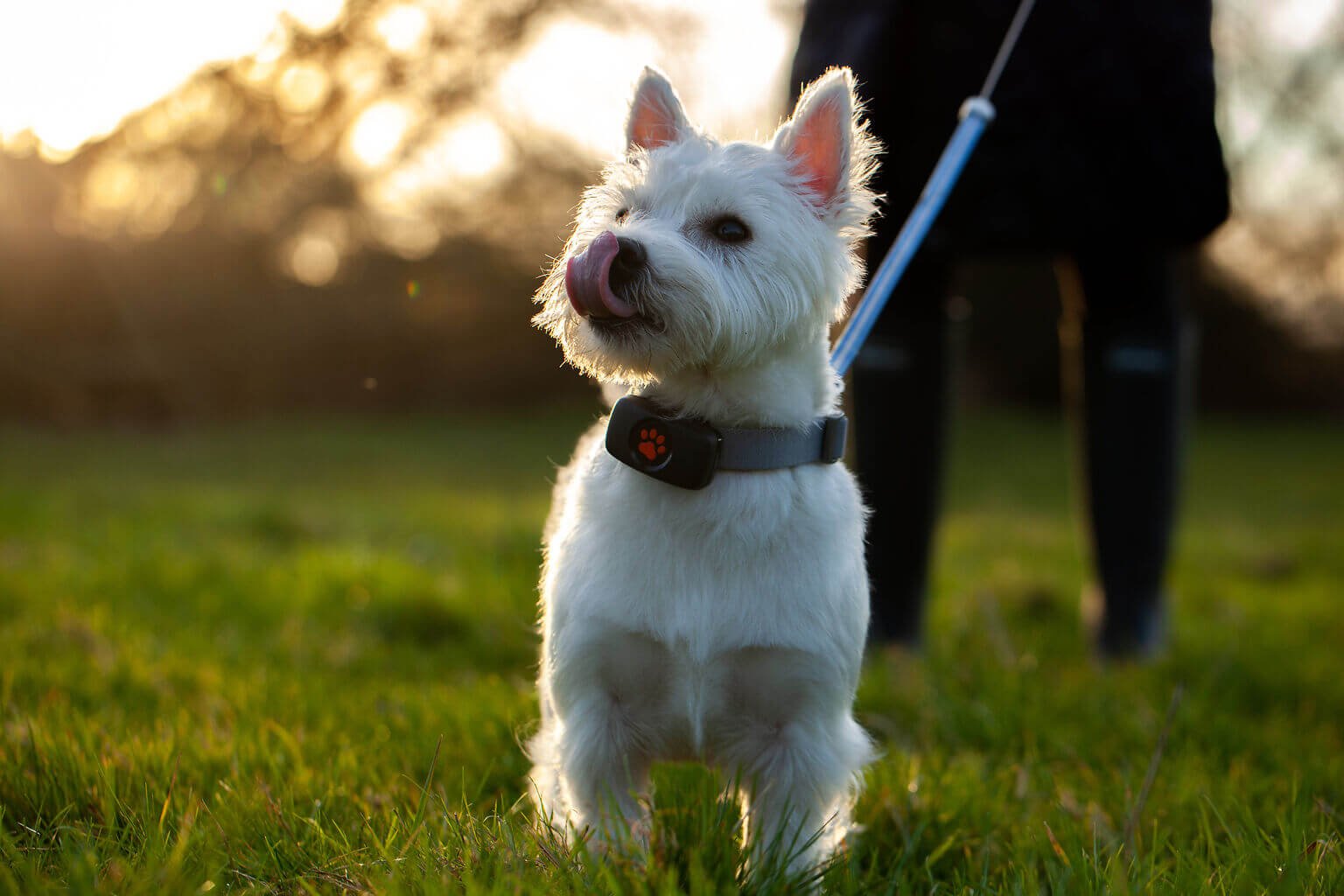 The top 20 most friendly dog breeds 2023 - PitPat