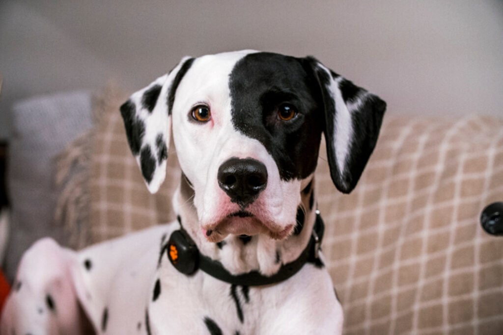 https://www.pitpat.com/wp-content/uploads/2023/02/Dog_-rights_MS_indoors_stationary__dog-facing-camera-straight-on_-dalmatian_tvad2019_unedited_louisjamesparker.-1024x683.jpg
