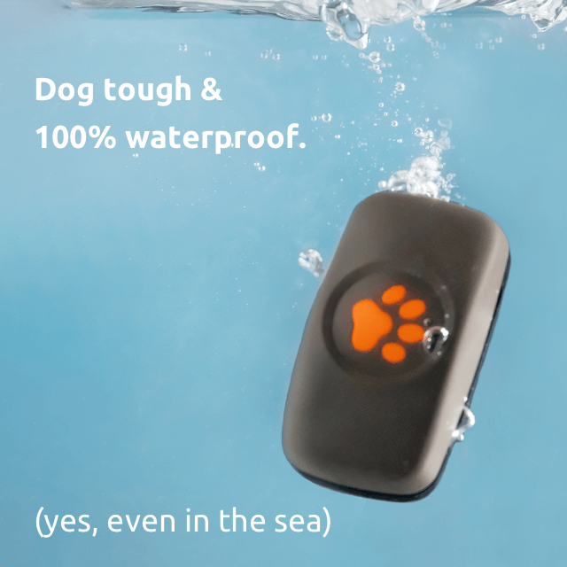 PitPat Dog GPS Tracker With No Subscription - PitPat