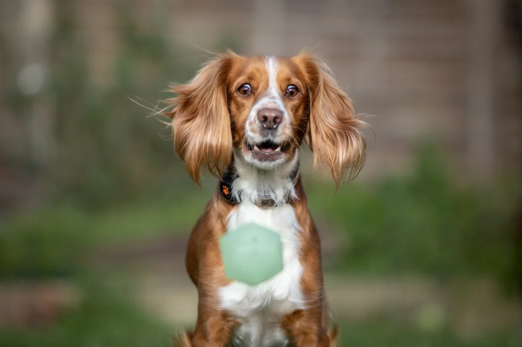 Dog looking alarmed by a ball being thrown towards them