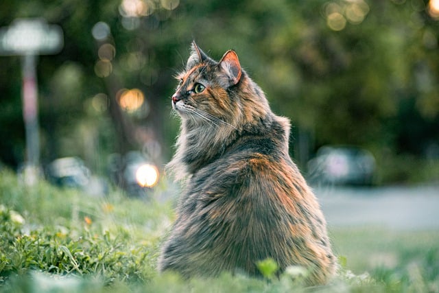 Cat sat outdoors on grass