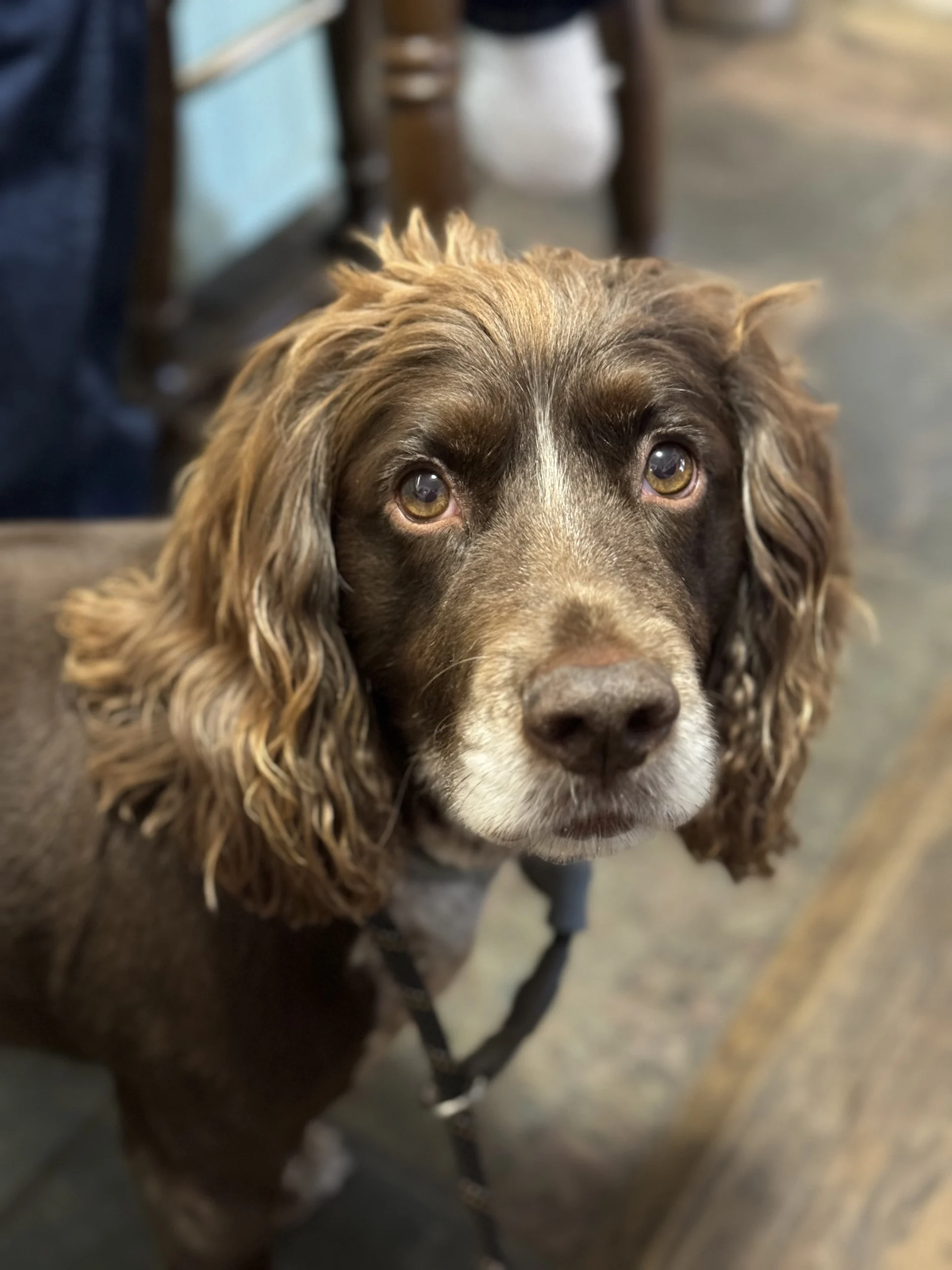 Brown Spaniel dog